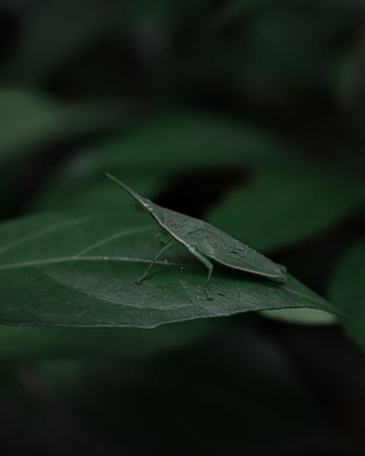 A close-up image of a green katydid insect perched on a large, dark green leaf. The insect has an elongated body with a pointed tail, long slender legs, and antennae extending forward. The leaf featur